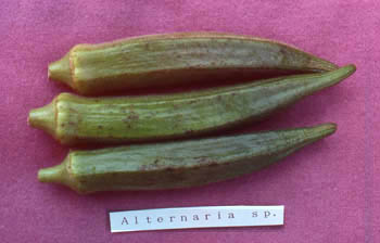 オクラ 皮に黒いスジ「あり」 or 「なし」は、どっちが新鮮？鮮度の悪いオクラを買わない3つのコツ ぱるとよ- エキスパート -Yahoo!ニュース