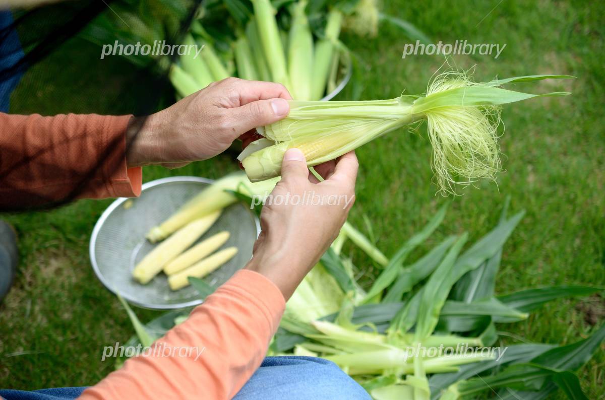 金沢小学校 - ２年 とうもろこしの皮むき体験