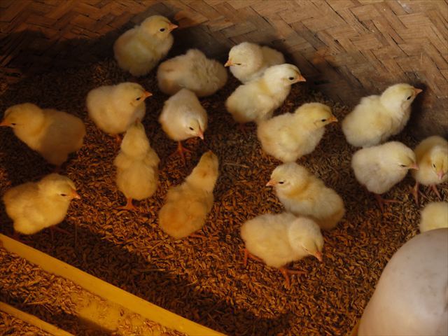 ドラゴンチキン」は珍しいベトナムの品種、別名「ドンタオ」だよ。 : r interestingasfuck