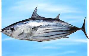 作品紹介 レアな魚拓 カツオデジタル魚拓の製作日誌～感動を拓したい～