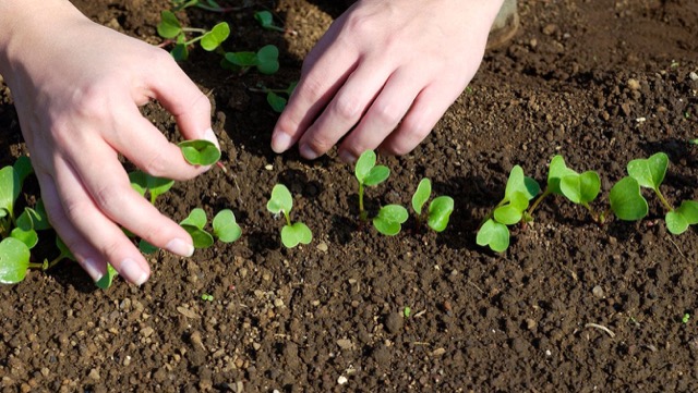 二十日大根 はつかだいこん の育て方・栽培方法LOVEGREEN ラブグリーン