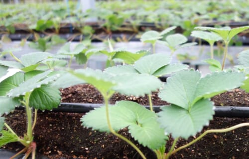 いちごの苗づくり ランナーピンさし作業 炭そ病対策- YouTube