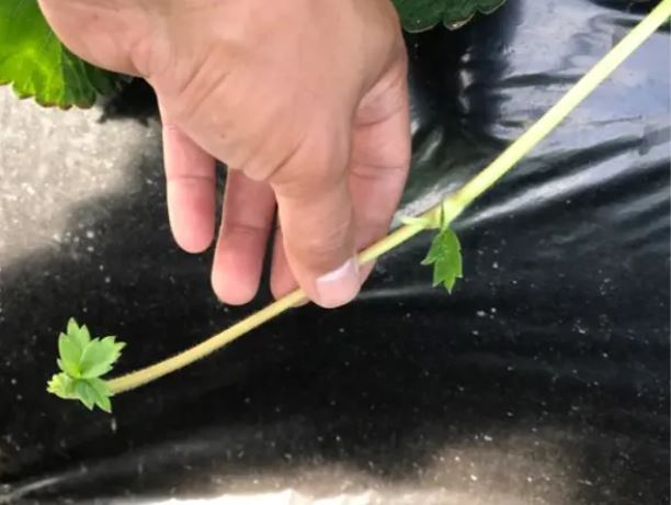 ワイルドストロベリーの増やし方-初心者のためのハーブ講座ハーブ苗の通販 無農薬・安心の専門店SORAMIMIハーブショップ