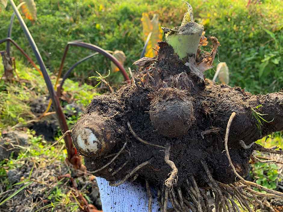 里芋 サトイモ の育て方！ 栄養や効能から栽培のポイントまで、すべて教えますGardenStoryガーデンストーリー