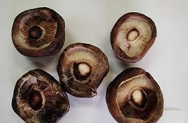 椎茸について詳しい方に質問です。昨日買ってきた椎茸のカサの裏が画- Yahoo!知恵袋