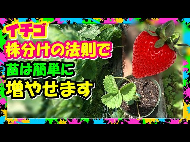イチゴの育て方 植え付け後のお手入れと栽培のコツ切るを楽しむアルスコーポレーション株式会社