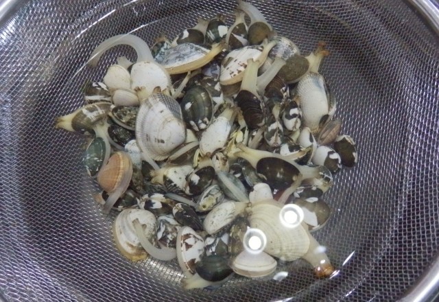 時間はどれくらい？覚えておきたい あさりの砂抜き 方法キナリノ