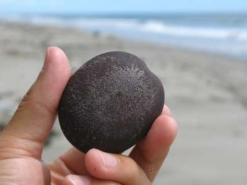 ひじきと大豆の煮物