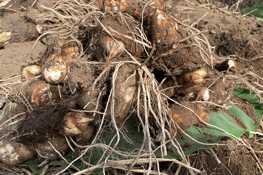 珍しい食材 赤ずいきの根っこ: 小矢部つうしん