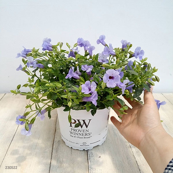 スーパートレニア カタリーナ ブルーリバー 3苗 - メルカリ