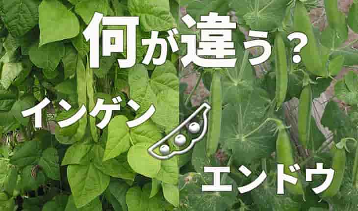 えんどう豆とは？種類ごとの特徴や栄養・おすすめレシピもご紹介！デリッシュキッチン