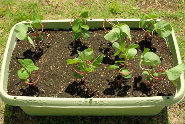 枝豆 プランター栽培の作り方22 5 19