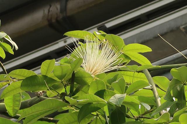 園楽 えんがく @グリーンアドバイザー@engaku_projectX