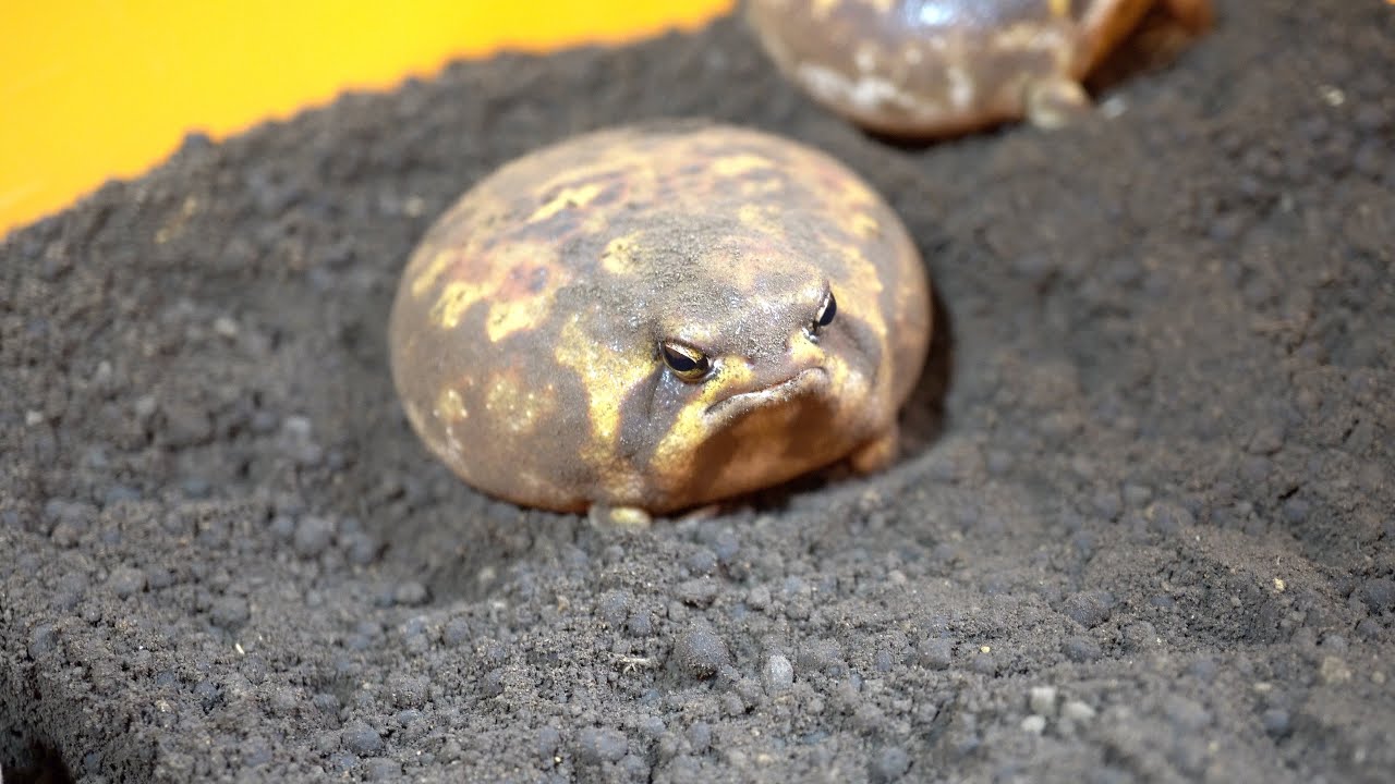 かわいいアメフクラガエルの癒し動画TikTok