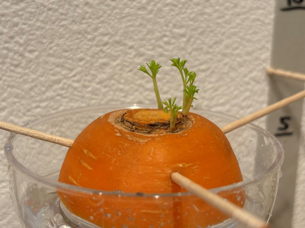 リボベジ農業かわら版