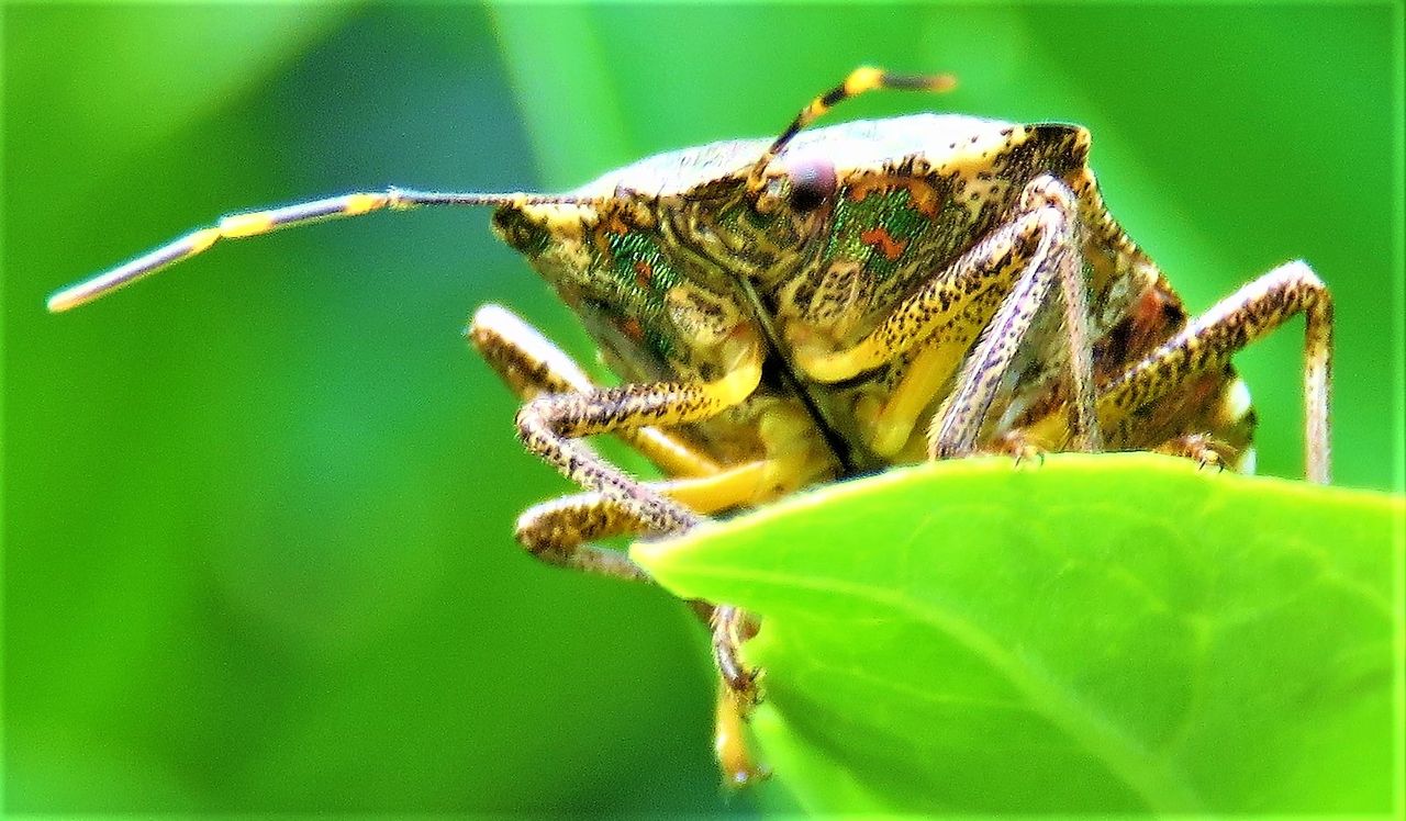 カメムシを食べ比べたら 意外な結果に！「洋ナシ？」「なんか痛っ」