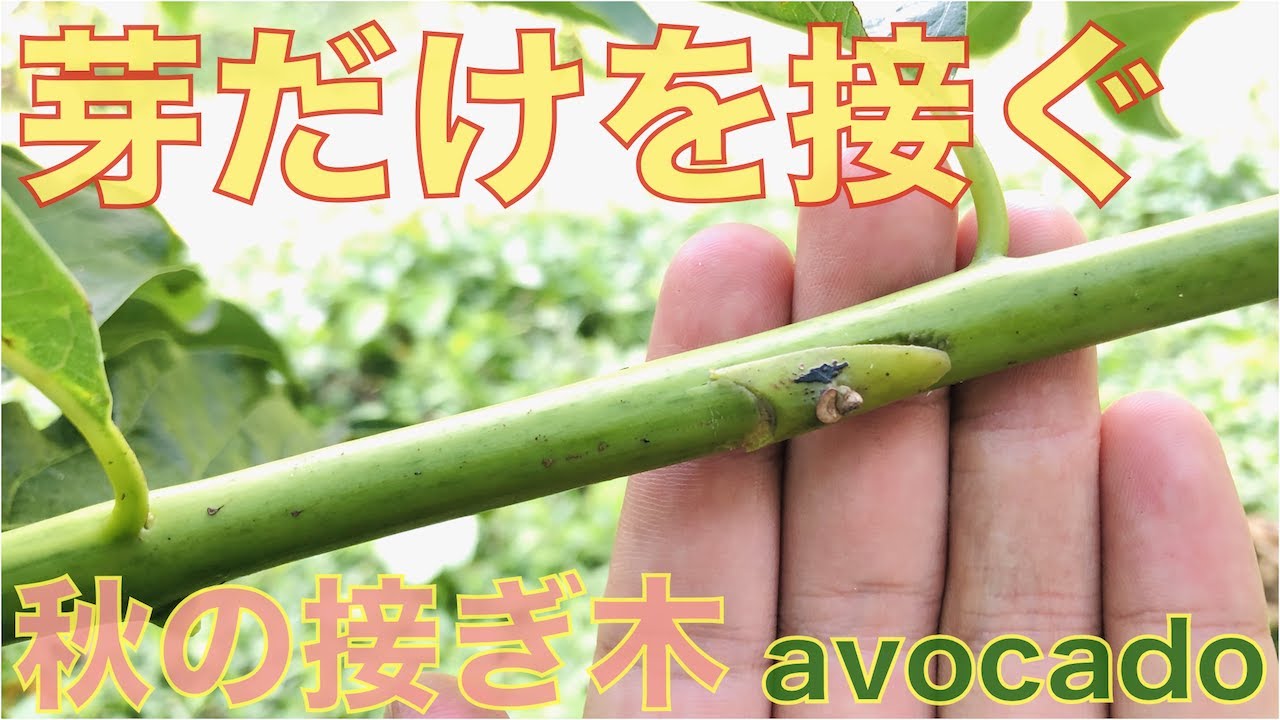 アボカドを水耕栽培しよう！種から発芽させて栽培するには？HORTI by GreenSnap