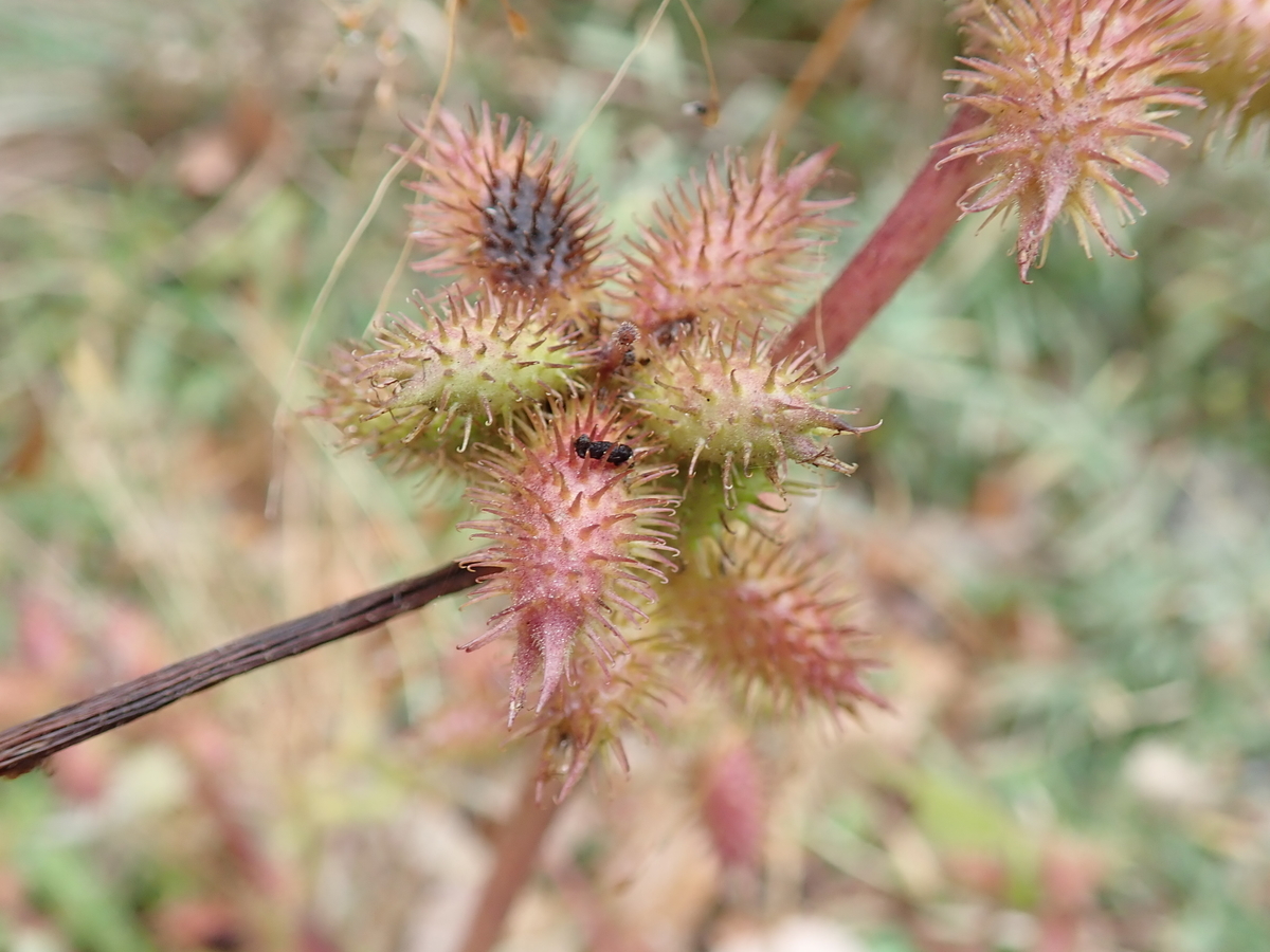 犬にくっつく植物図鑑きさじの自然観察