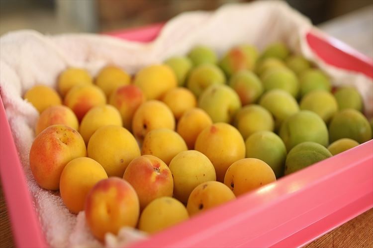 梅の追熟の新着記事アメーバブログ アメブロ