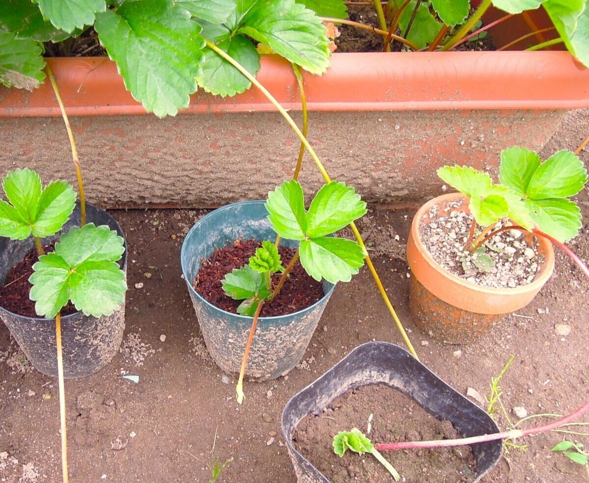 いちごの育苗の流れ高橋種苗店いちご栽培,いちご育苗,微生物
