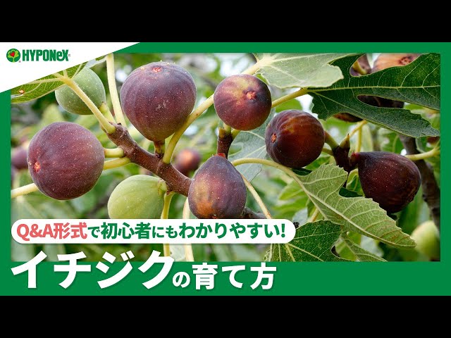 無花果 いちじく 特徴や栽培方法などくわしく解説 解説動画付きとなりのカインズさん