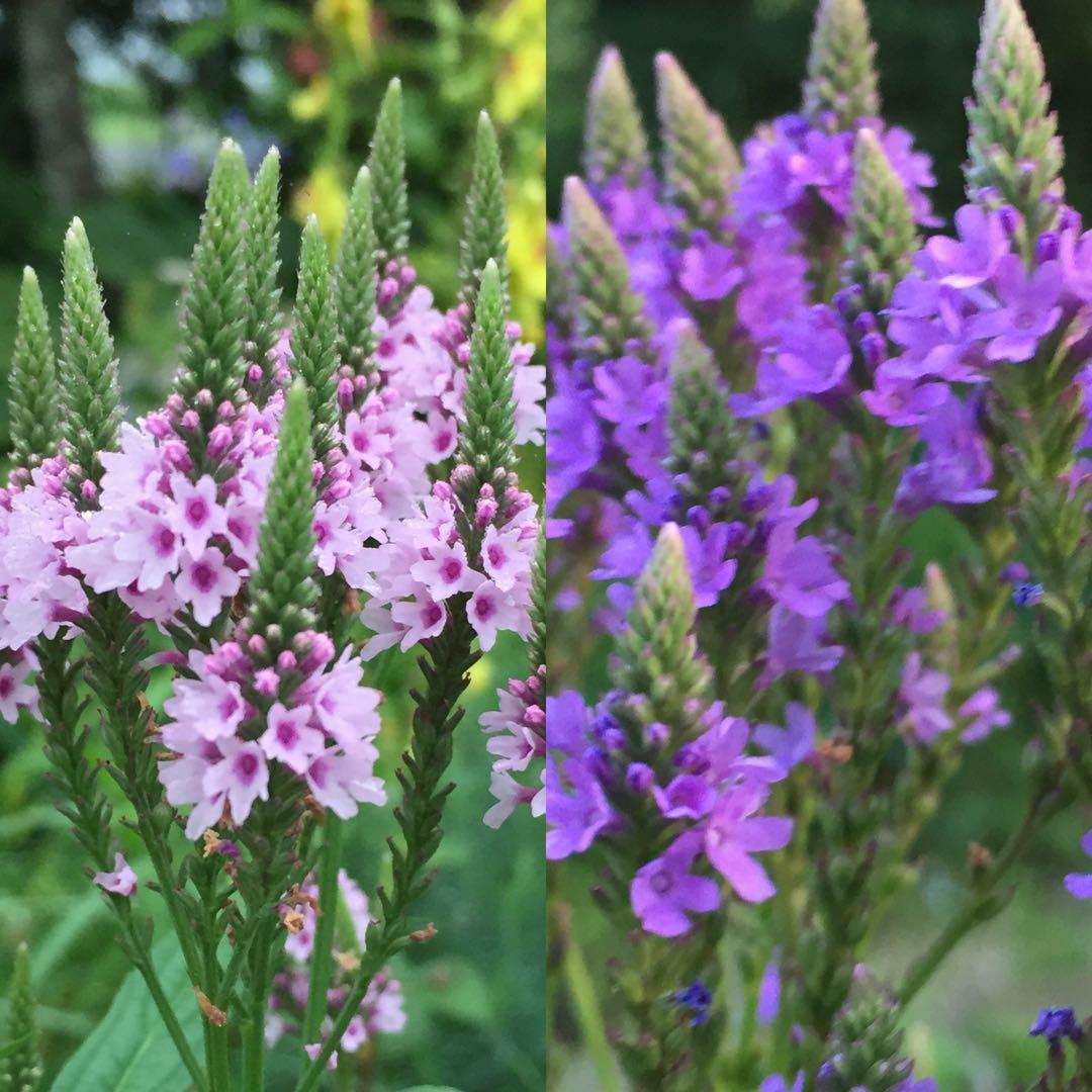 Amazon.co.jp: バーベナハスタータ バーベイン ブルー 種150粒以上 選べるオマケの種つき : おもちゃ