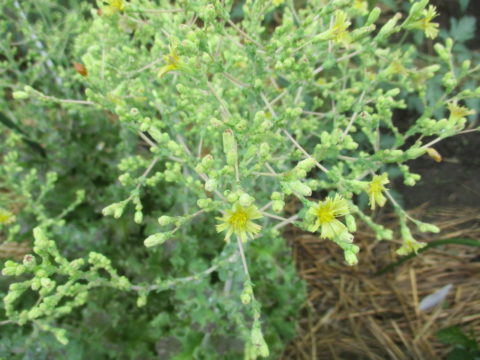 野菜の花 サニーレタス - ｍｔ７７のｂｌｏｇ