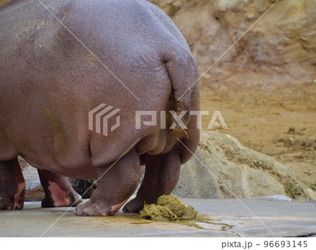 メニュー写真 : カバのおしり。 - 甲子園口 カステラ食べログ