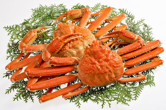 フリー素材と化したカニくん襾襾襾 さんのイラスト - ニコニコ静画 イラスト