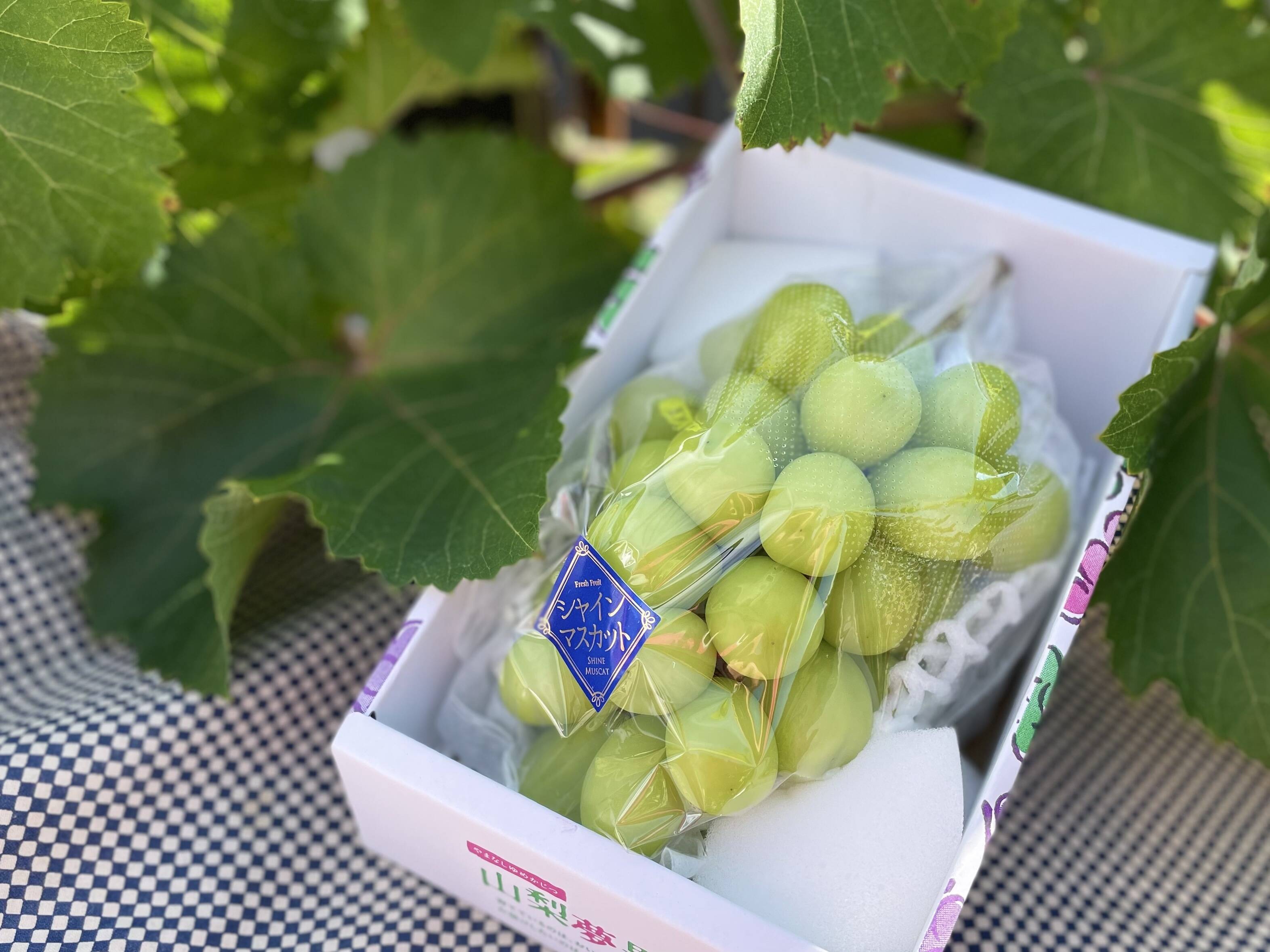 ぶどうの病害虫一覧と対策！家庭菜園での注意点を解説産直プライム.labブログJA連携！産地直送通販なら産直プライム