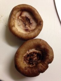 シイタケ収穫後の変色について