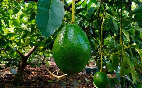 ミャンマー野菜：アボカド トーバッディーミャンマー料理情報サイトバーミーズ東京