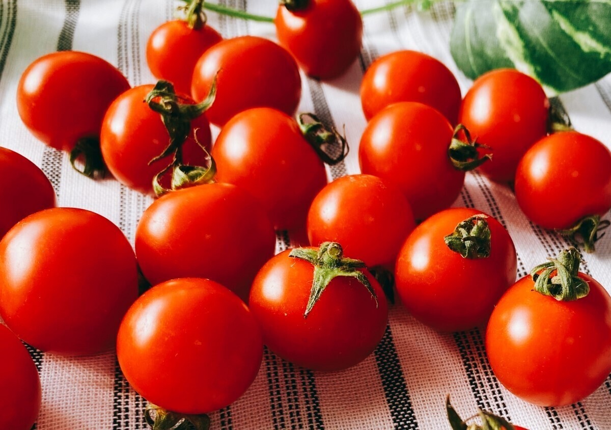 5月のオススメ「ミニトマト」旬の農産物情報JAあつぎ