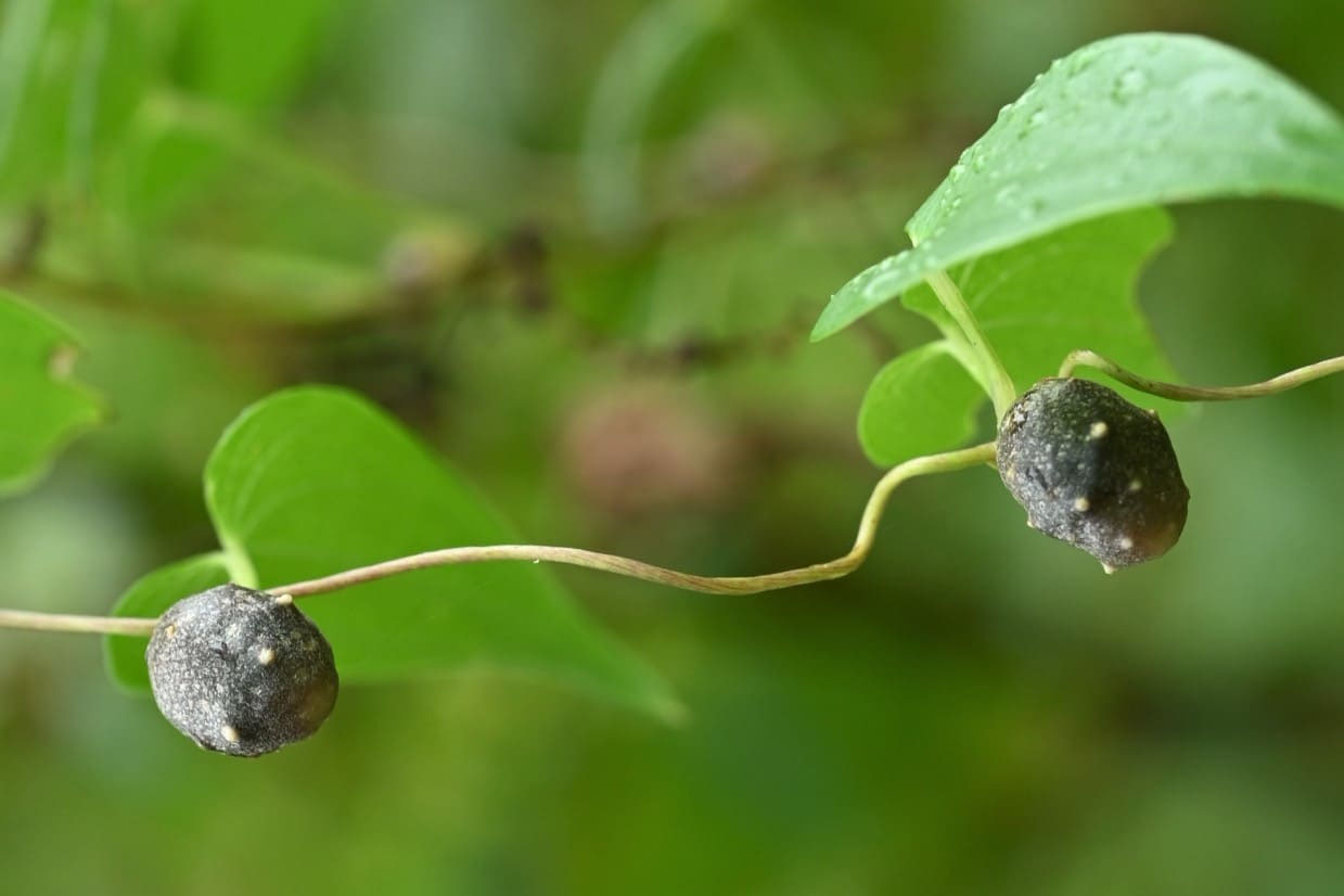 謎の山芋 - 園芸日誌 - 超初心者のための園芸入門 - 楽しい趣味のガーデニング