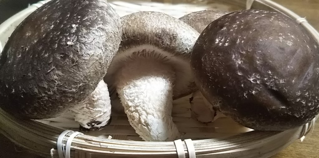 しいたけが赤いのはカビ？食べても大丈夫？ – シュフーズ