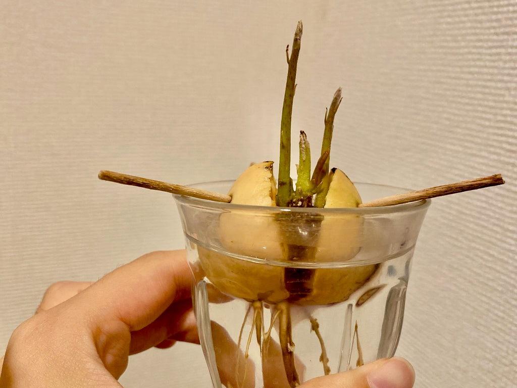 千葉大学 花卉・苗生産ブログ: アボカドの挿し木