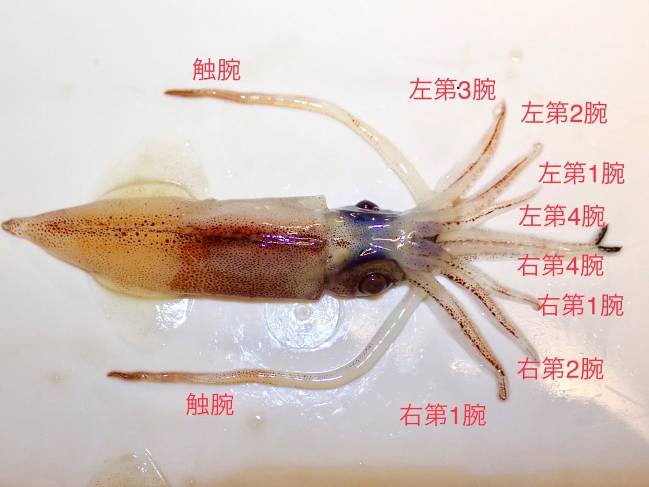 ホタルイカ解剖メモ - キリンはハマグリのなかま