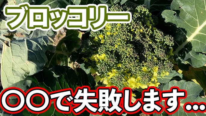 茎ブロッコリー 花が咲いちゃったよ ^^;;ちょろ松の家庭菜園奮闘記 - 楽天ブログ