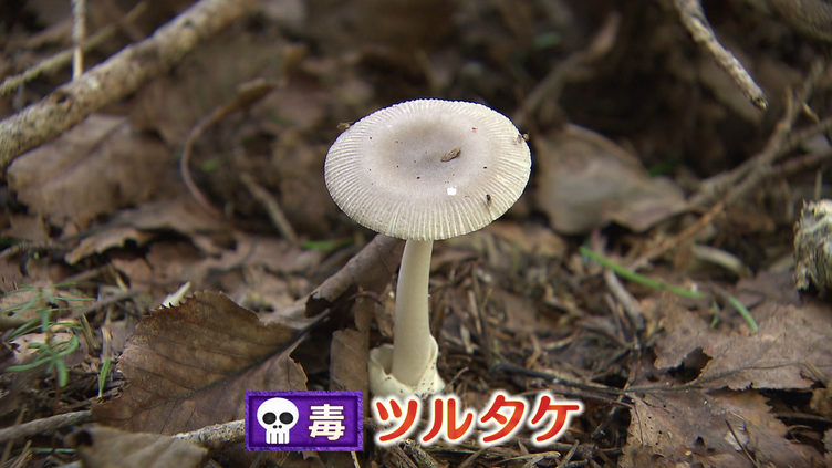 白くて細長いきのこの名前を教えてください！ 名前をわすれました- Yahoo!知恵袋