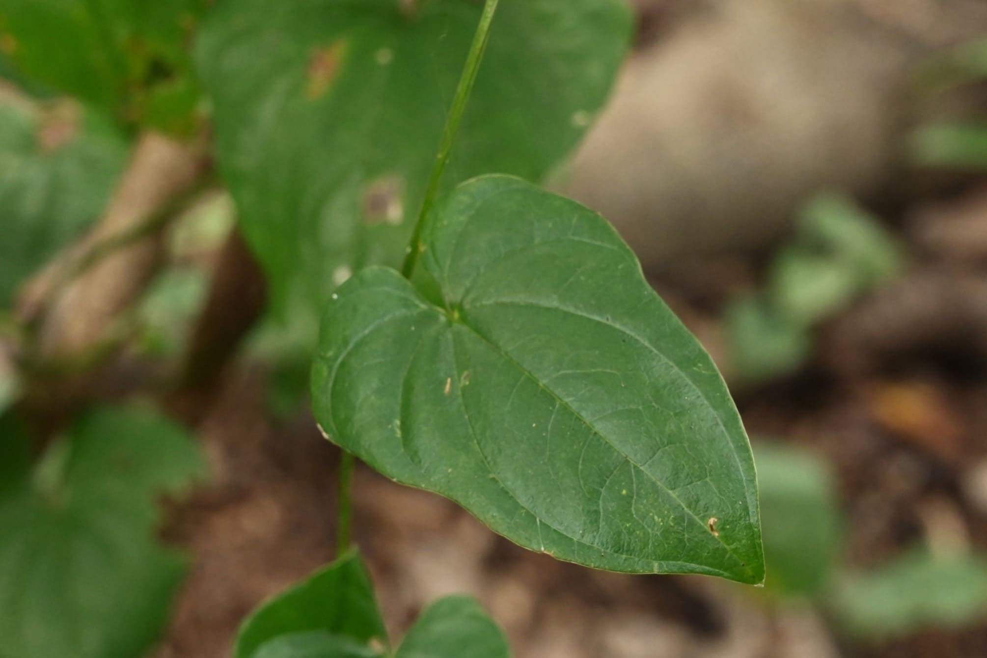 自然とあそぶ: 山の植物３ ヤマノイモとその仲間