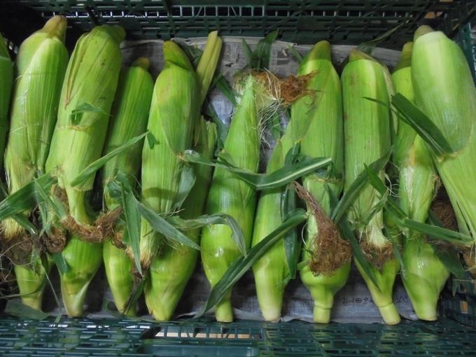 ２年生とうもろこしの皮むき - 給食 - 給食献立 - 江東区立東陽小学校