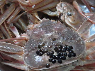 甲羅の8割をヒルに寄生されたカニの金額と味が驚くべきものだった