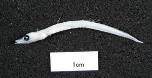 しらすの西宮丸 静岡清水興津港の釜揚げ・生しらすの西宮丸