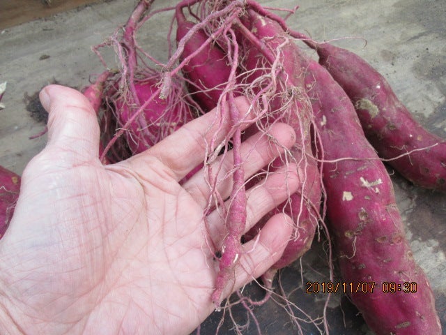 里芋の季節趣味の園芸談話室