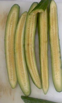 キュウリ栽培 腐るキュウリの育て方.com