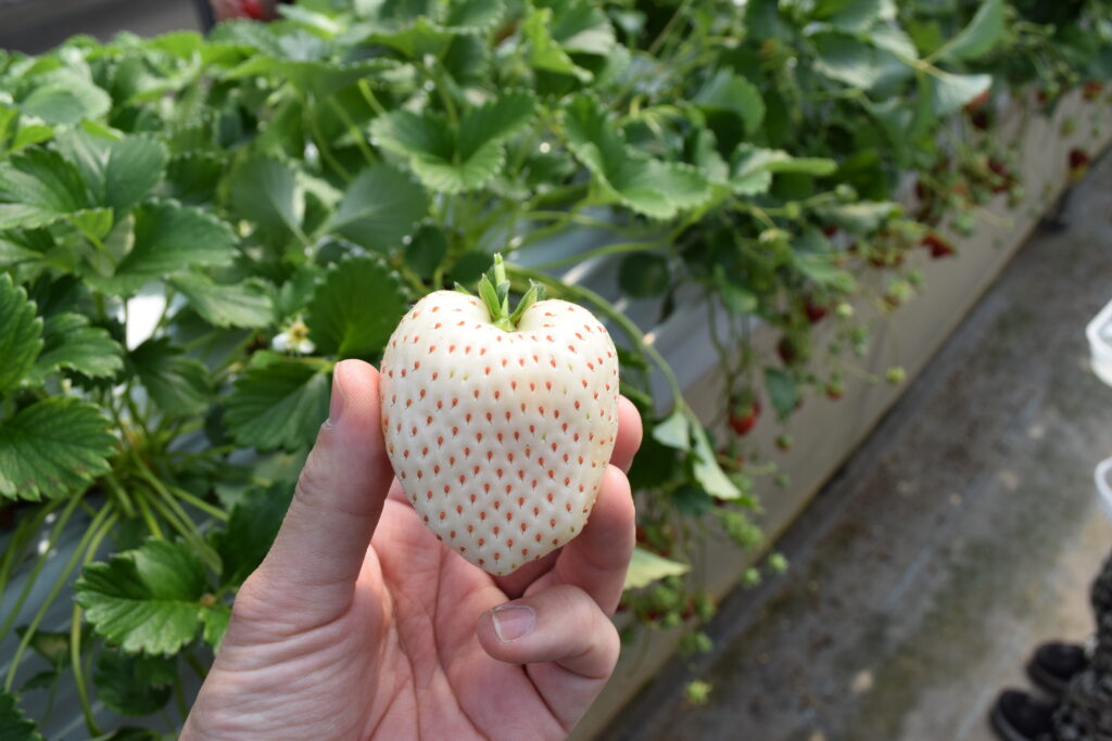 the BERRY YOKOHAMAでいちご狩りレビュー！2025年1月に新設されたハイテクないちご農園で収穫体験！果物系男子の実りある人生