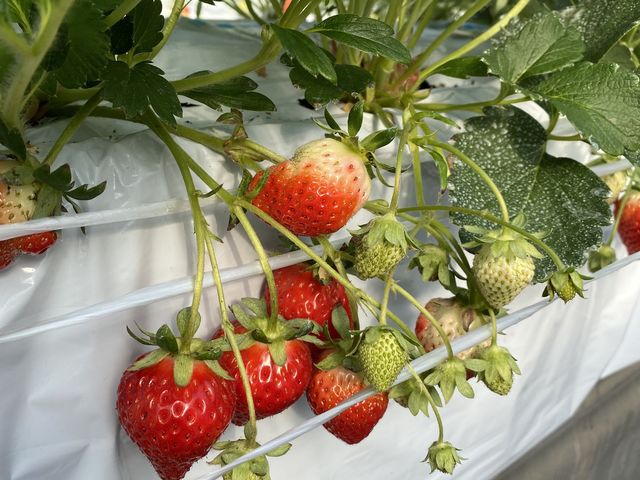 川戸ファーム いちご狩り 横浜市戸塚区いちご狩り特集2025 - ウォーカープラス