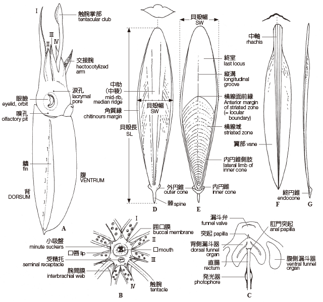イカのさばき方 刺身の切り方や冷凍方法も徹底解説！初心者でも簡単ほほえみごはん-冷凍で食を豊かに-ニチレイフーズ