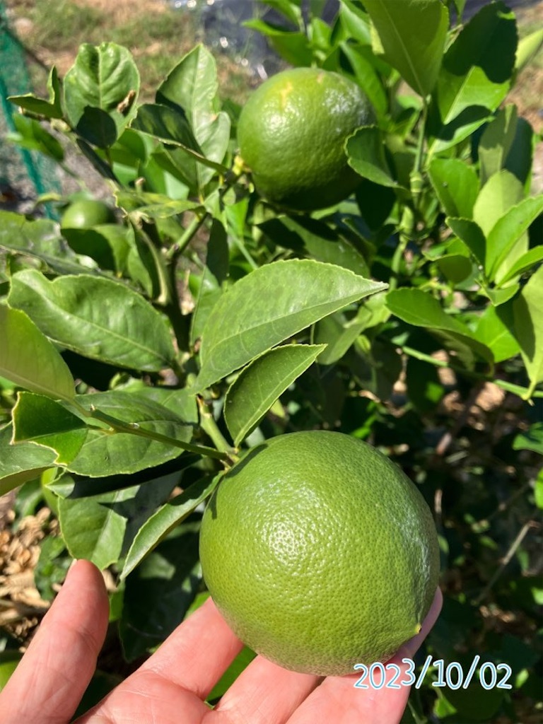 青いレモンを味わえるのは今だけ！採りたてフレッシュな国産グリーンレモンの特長とは racss- エキスパート - Yahoo!ニュース