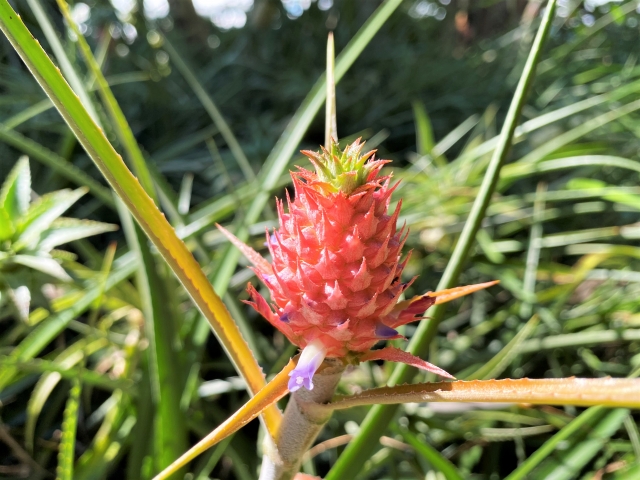 へた」から育ったパイナップル稲生沢こども園 ひかり保育園